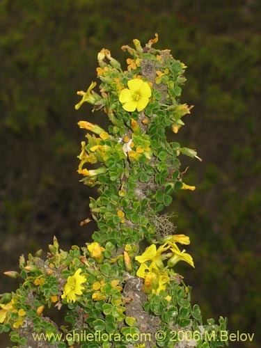 Oxalis gigantea Description and images of Oxalis gigantea a native Chilean plant