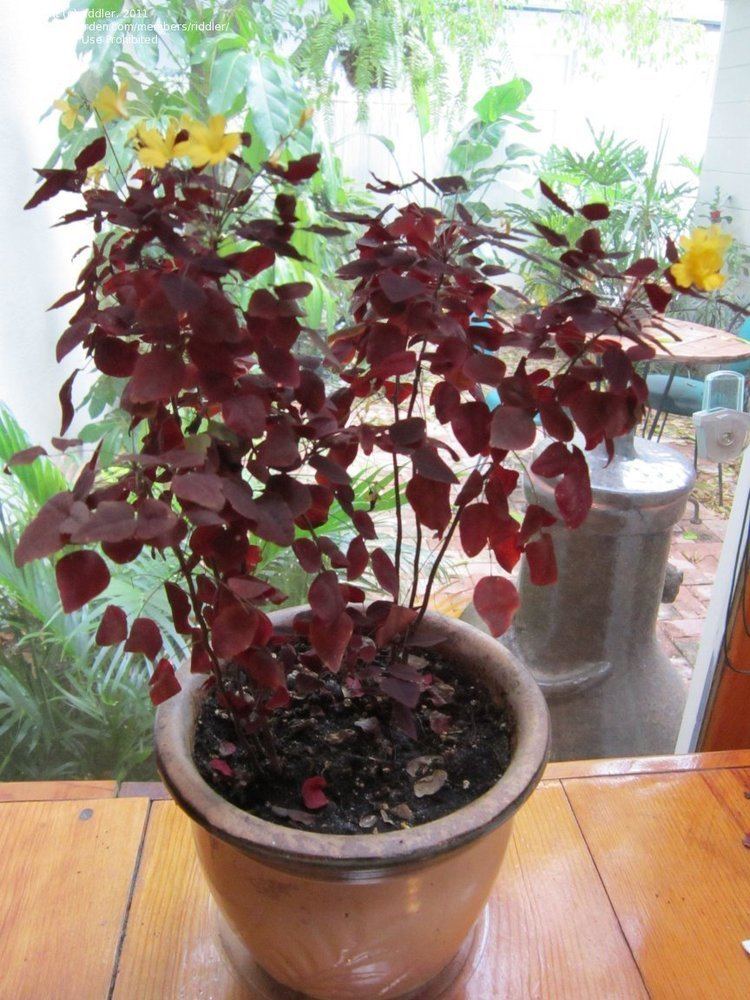 Oxalis hedysaroides PlantFiles Pictures Fire Fern 39Rubra39 Oxalis hedysaroides by Myrlyn