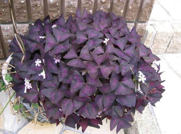 Oxalis triangularis Oxalis Purple Shamrock Love Plant Our House Plants