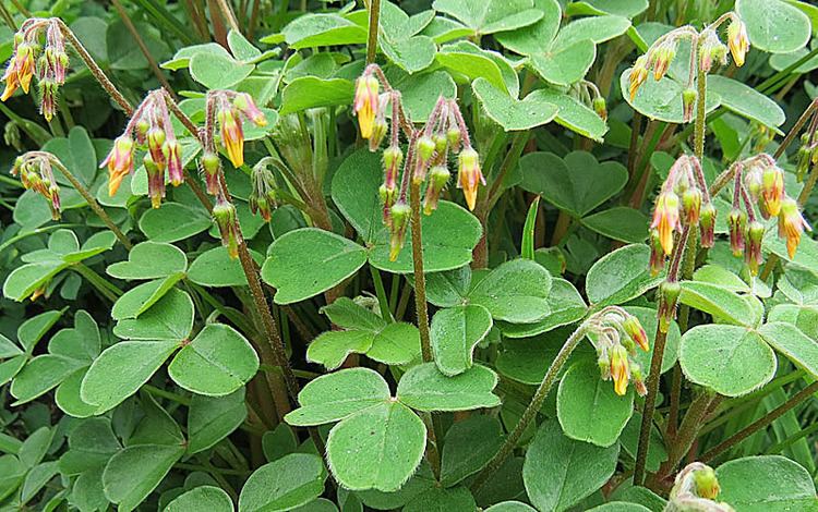 Oxalis tuberosa Oxalis tuberosa Images Useful Tropical Plants