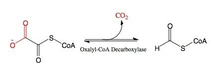 Oxalyl-CoA decarboxylase