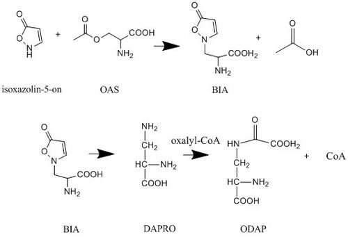 Oxalyldiaminopropionic acid httpsuploadwikimediaorgwikipediacommonsthu