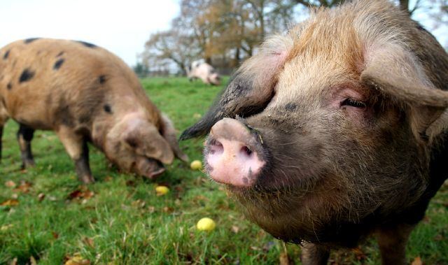 Oxford Sandy and Black Oxford Sandy amp Black Pig Slow Food in the UK