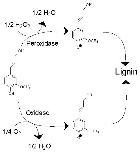 Oxidative enzyme