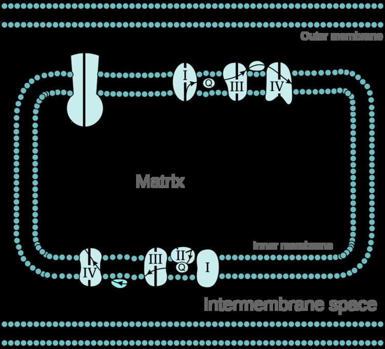 Oxidative phosphorylation