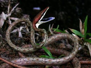 Oxybelis Oxybelis aeneus Mexican Vine Snake Discover Life