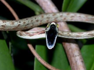 Oxybelis aeneus Oxybelis aeneus Mexican Vine Snake Discover Life