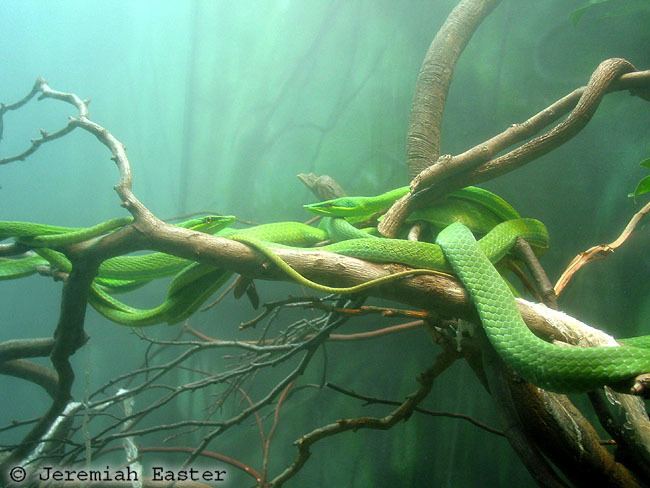 Oxybelis fulgidus CalPhotos Oxybelis fulgidus Green Vine Snake