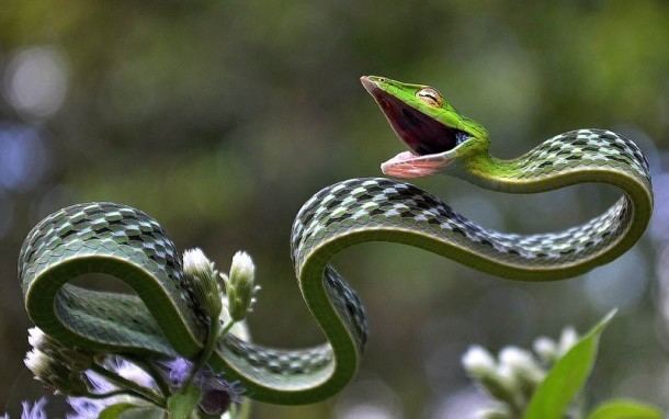 Oxybelis fulgidus The Green Vine Snake Oxybelis fulgidus Photorator