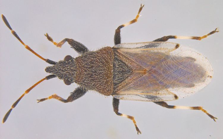 Oxycarenus Insect Pests