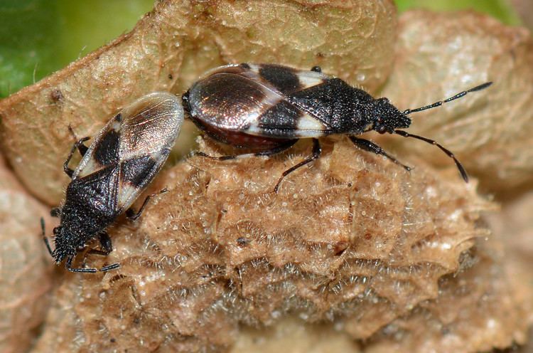 Oxycarenus Lygaeidae Oxycarenus arctatus These little bugs are a pla Flickr