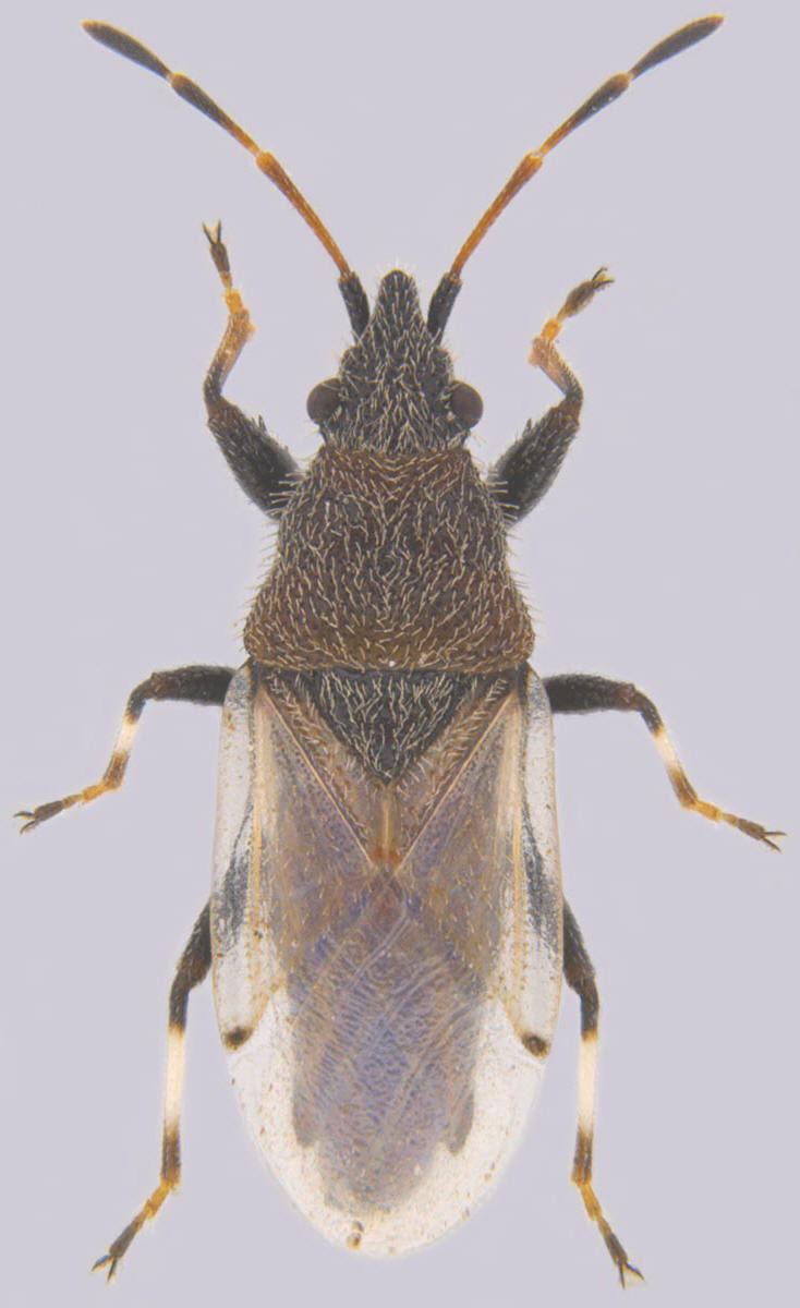 Oxycarenus hyalinipennis Insect Pest Information Home