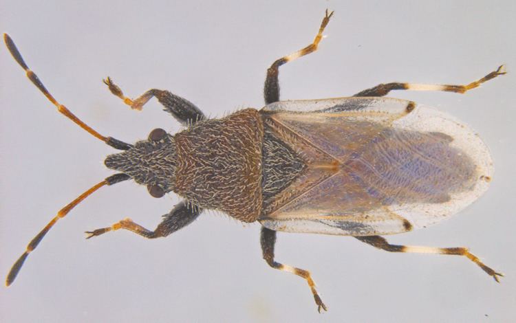 Oxycarenus hyalinipennis Insect Pests