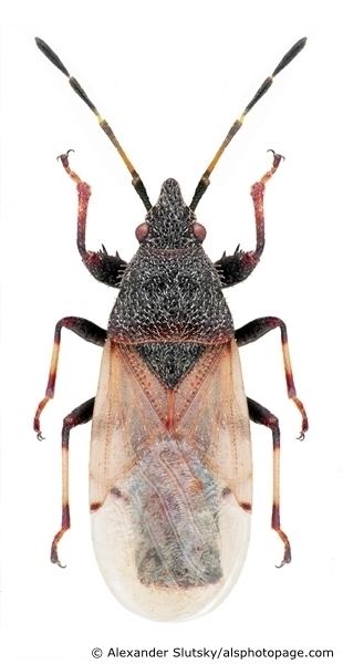 Oxycarenus hyalinipennis Oxycarenus hyalinipennis Alsphotopage