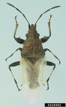 Oxycarenus hyalinipennis httpsuploadwikimediaorgwikipediacommonsthu