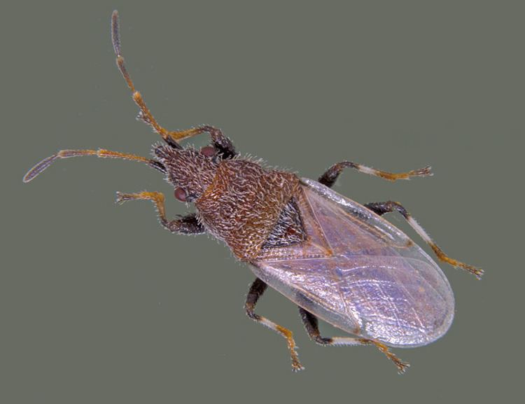 Oxycarenus hyalinipennis Insect Pests