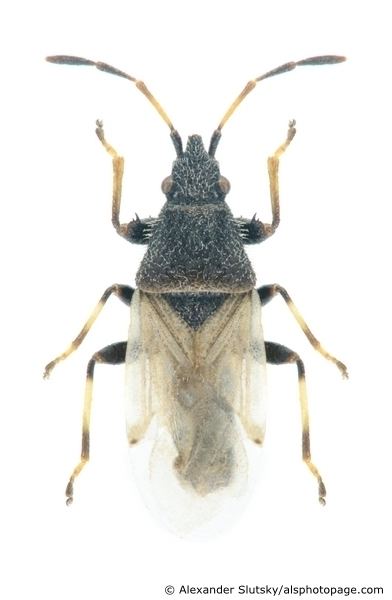 Oxycarenus hyalinipennis Oxycarenus hyalinipennis Alsphotopage