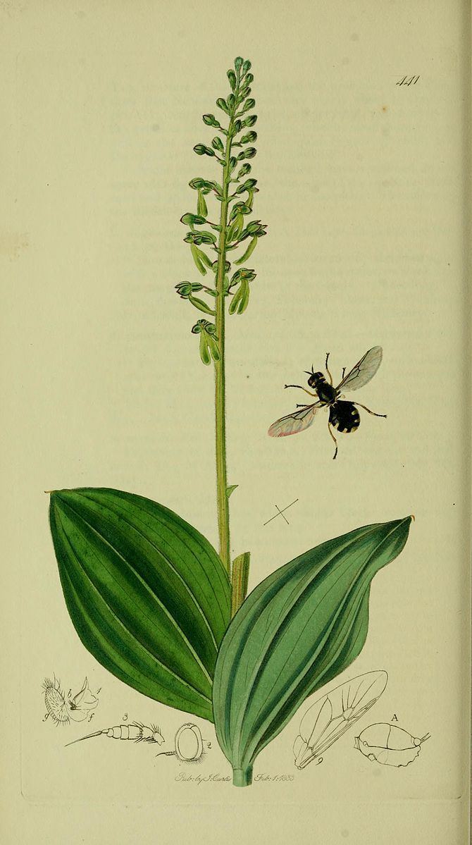 Oxycera morrisii
