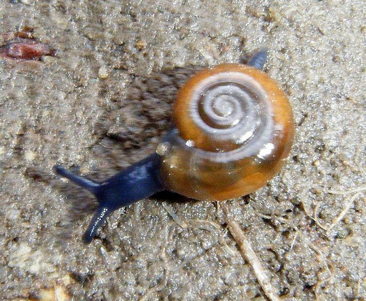 Oxychilus Garlic Snail Oxychilus alliarius NatureSpot