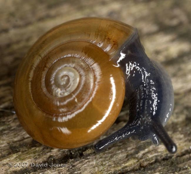 Oxychilus alliarius Garlic Glass Snail Oxychilus alliarius 12 February 2007