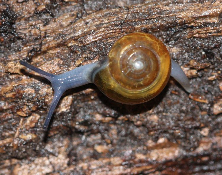 Oxychilus alliarius Garlic Snail Oxychilus alliarius NatureSpot