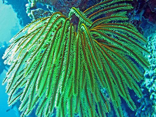 Oxycomanthus bennetti Bennett39s Feather Star Oxycomanthus bennetti iNaturalistorg