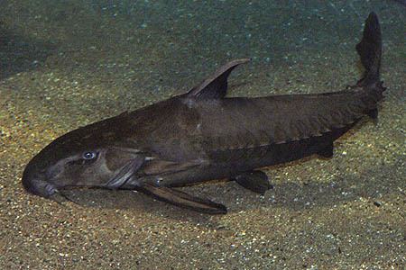 Oxydoras Oxydoras niger Ripsaw Catfish Seriously Fish