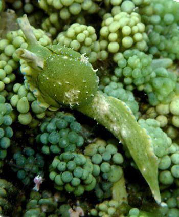 Oxynoe viridis The Sea Slug Forum Oxynoe viridis