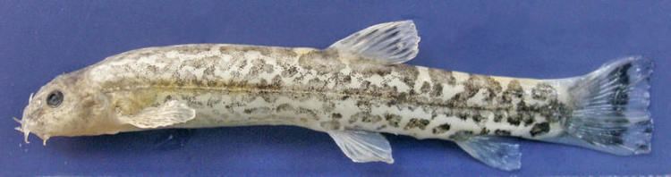Oxynoemacheilus Freshwater Fishes of Iran Species Accounts Cobitidae
