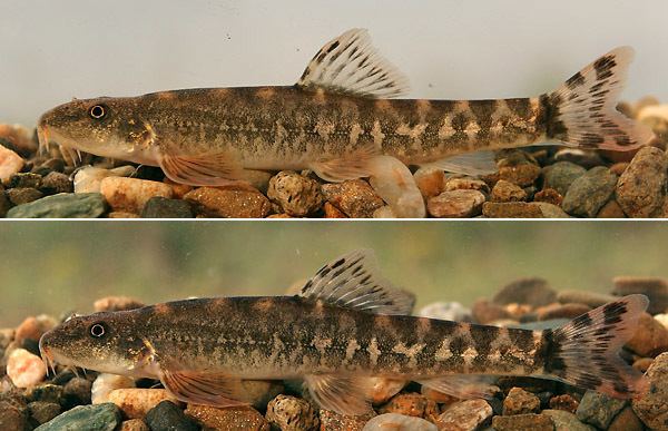 Oxynoemacheilus Fish Identification