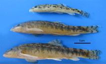 Oxynoemacheilus Fish list in Iran