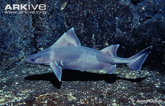 Oxynotus Angular rough shark videos photos and facts Oxynotus centrina