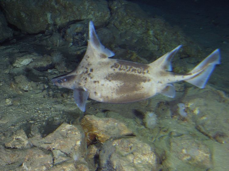 Oxynotus sharkreferencescomimagesspeciesoxynotuscarib