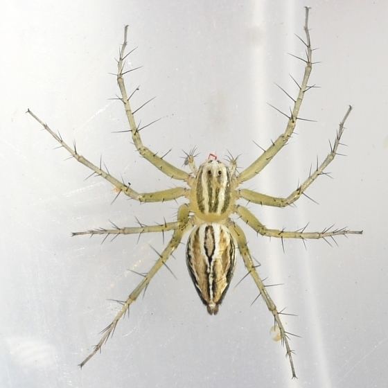 Oxyopes salticus spider Oxyopes salticus BugGuideNet