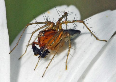 Oxyopes salticus Striped Lynx Spider Oxyopes salticus
