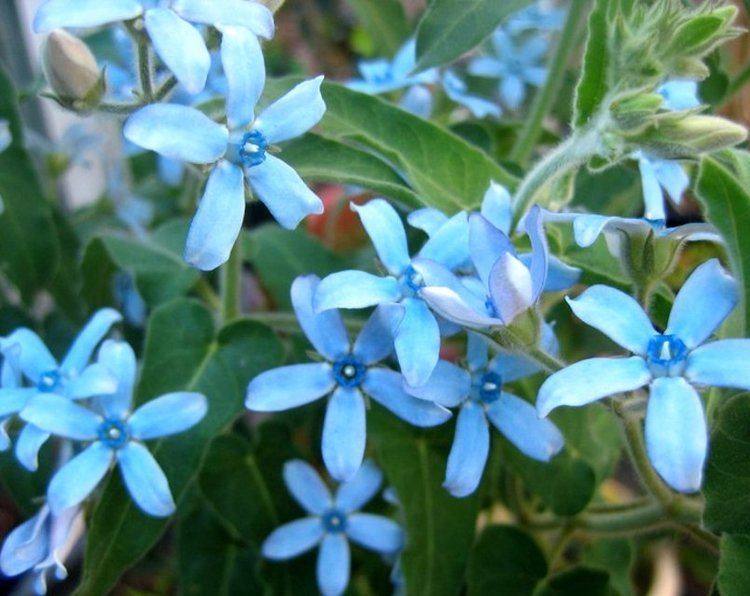 Oxypetalum coeruleum Rare Turquoise Blue Star Milkweed Vine Tweedia Oxypetalum caeruleum