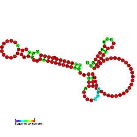 OxyS RNA