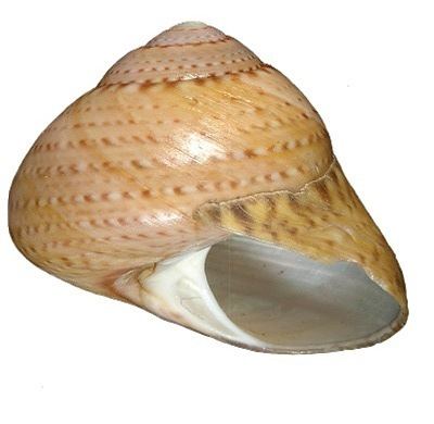 Oxystele impervia