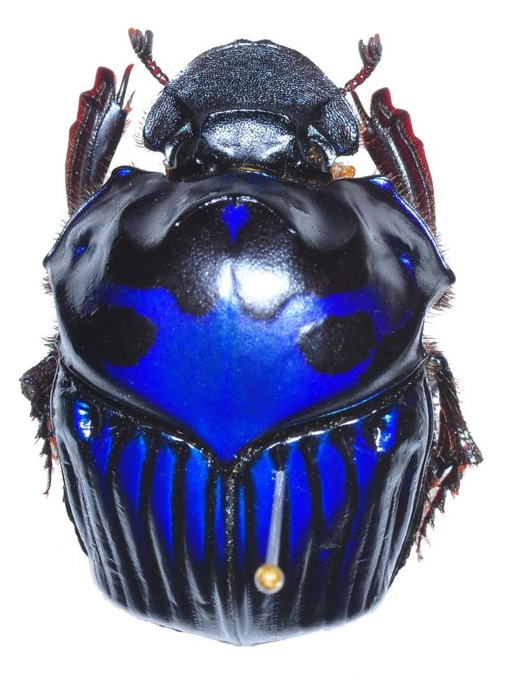 Oxysternon Scarabaeinae Scarabaeinae dung beetles