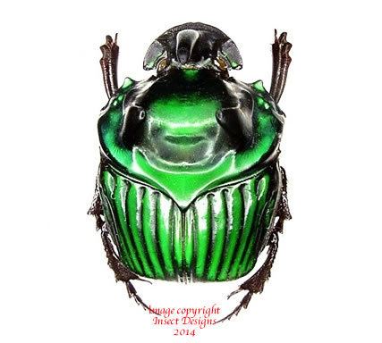 Oxysternon Insect Designs Beetles Scarabaeidae Oxysternon