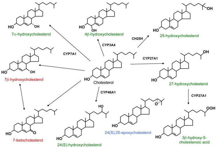 Oxysterol Biomolecules Free FullText Oxysterols and Their Cellular