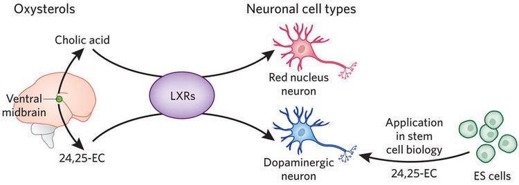 Oxysterol Oxysterol functions in midbrain neurons Nuclear receptors