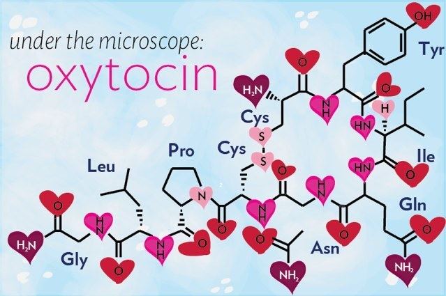 Oxytocin The Mystery of Oxytocin the nerve blog Blog Archive Boston