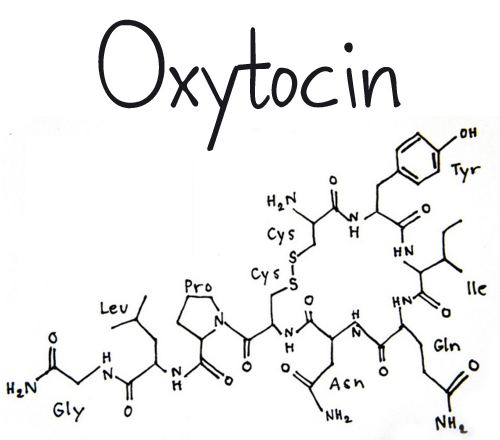 Oxytocin Oxytocin Your Love Hormone Conscious Love