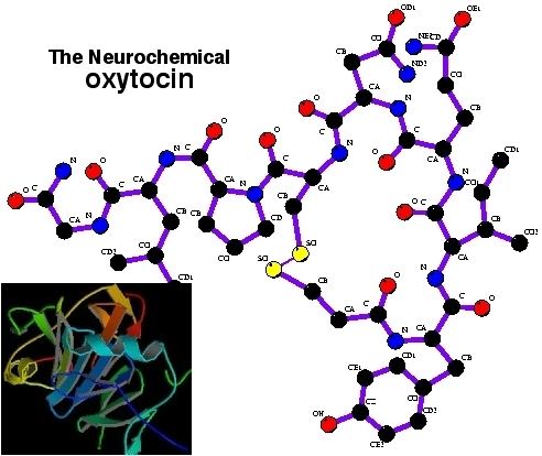 Oxytocin oxytocinjpg