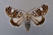 Oxytripia orbiculosa httpsuploadwikimediaorgwikipediacommonsthu