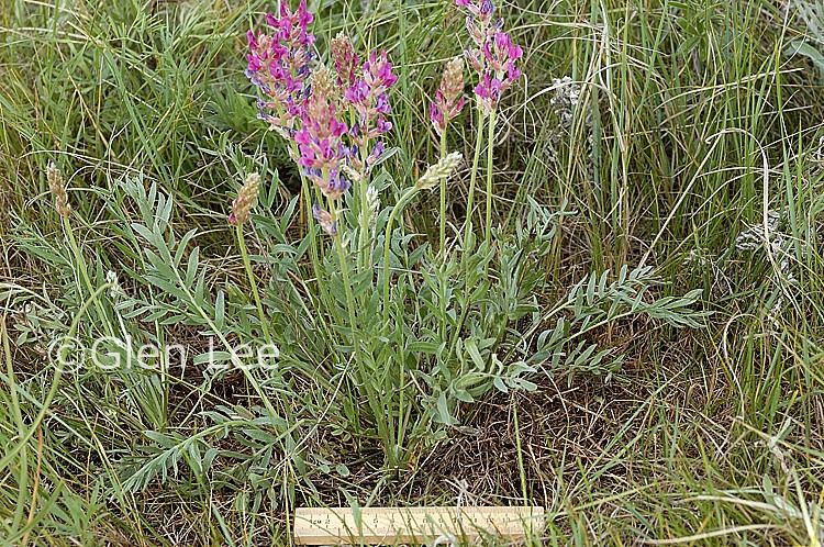 Oxytropis lambertii Oxytropis lambertii photos Saskatchewan Wildflowers