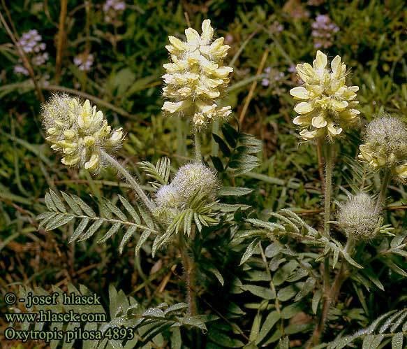 Oxytropis pilosa Oxytropis pilosa Woolly milkvetch Astragalus pilosus