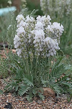 Oxytropis sericea Oxytropis sericea Colorado Wildflowers