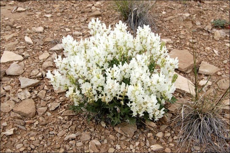 Oxytropis sericea Consortium of Intermountain Herbaria Image Details 384128